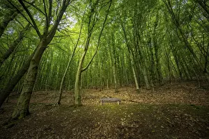 A peaceful forest with lush greenery and a lonely park bench under the canopy