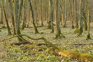 A peaceful forest with moss-covered trees and blooming spring snowflakes (Leucojum vernum)