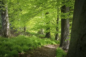 A peaceful forest path surrounded by green trees and fresh undergrowth