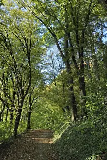 A peaceful forest path surrounded by tall trees with green foliage and dappled sunlightTree in autumn colors in France