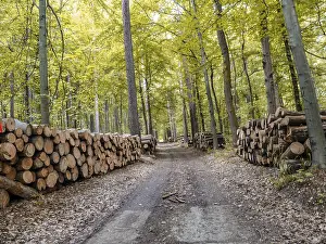 A peaceful forest pathway with stacks of cut logs lining both sides