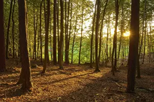A peaceful forest with sunbeams shining through the trees and golden autumn light