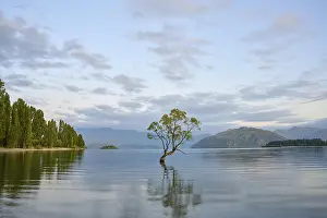 A peaceful lake with a tree and a mountain range in the background