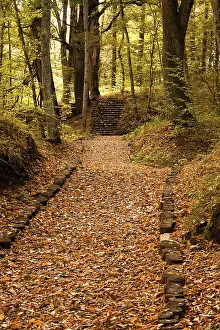 Peaceful path in the forest in autumn
