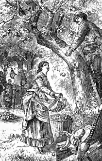 Peaceful scene from the fruit harvest in summer