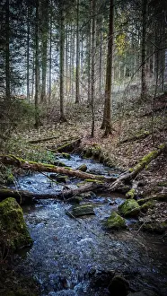 A peaceful stream flows through a mossy