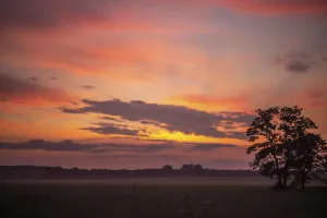 A peaceful sunset with silhouetted tree against a pink sky