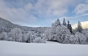 Peaceful winter scene with snow covered trees and ground