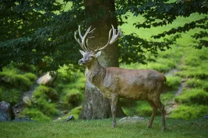 A peacefully standing deer on a green meadow in the forest