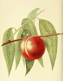 Peach of the Coolidge's Favorite Peach variety