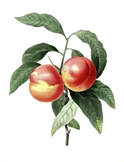 Peach, digital reproduction of an 18th century original