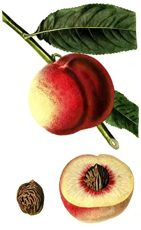 Peach of the George IV variety