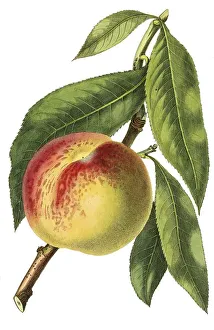 Peach of the Malta variety, digital reproduction of an original from the 19th century