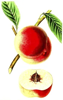 Peach, peach variety, The Barrington Peach