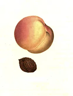 Peach of the Penelope variety digitally restored reproduction of an original from the 19th century