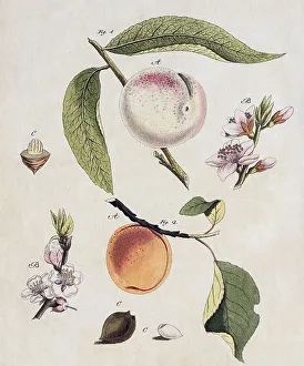 Peach (Prunus persica) and Apricot (Prunus armeniaca)