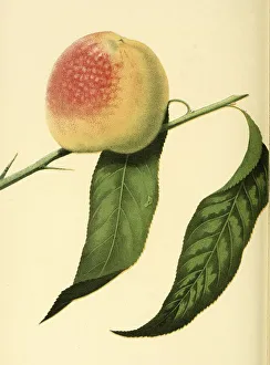 Peach of the Stetsons Seedling Peach variety