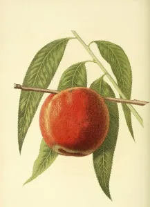 Peach of the variety Cutters Yellow Peach
