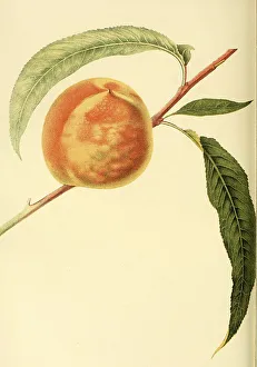 Peach of the variety The Early Crawford Peach