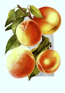 Peaches of the varieties: 1. Crosby, 2
