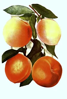 Peaches of the varieties: 1. New Prolific