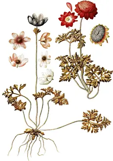 Peacock Anemone, Wind flower, Anemone pavonina