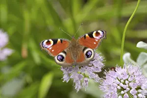 Peacock butterfly (Aglais io) adult feeding on a garden flower