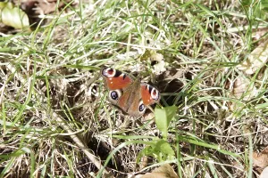 Peacock butterfly (Aglais io), butterfly