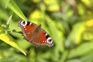 Peacock butterfly (Aglais io), on a green leaf