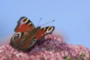 Peacock butterfly (Aglais io) searches for nectar in the flowers of the stonecrop (Hylotelephium)