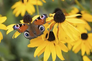 A peacock butterfly (Aglais io) sitting on a yellow flower