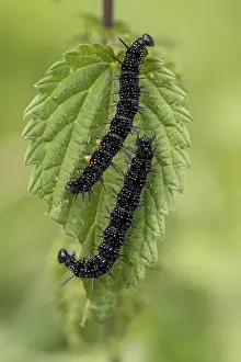 Peacock butterfly (Aglais io, syn)