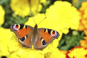 Peacock butterfly (Aglais io), on Tagetes erecta