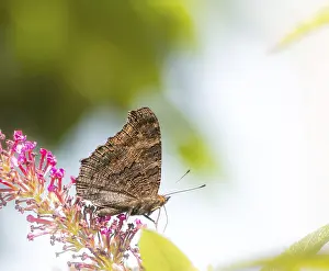 Peacock butterfly on the blossoms of a (buddleia) bush