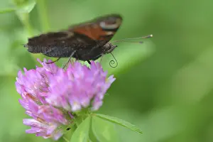 Peacock butterfly on a flower, Peacock butterfly on a flower
