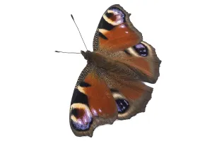 Peacock butterfly (Inachis io) isolated on white background