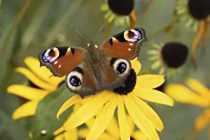 A peacock butterfly (Inachis io) resting on a blooming yellow flower in nature
