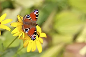 A peacock butterfly (Inachis io) on a yellow coneflower (Echinacea paradoxa)