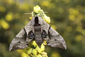 Peacock butterfly (Smerinthus ocellata)