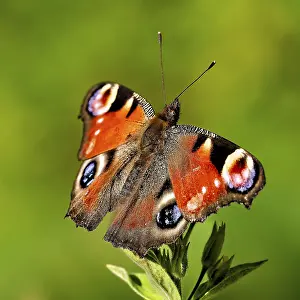 Peacock butterfly with spread wings