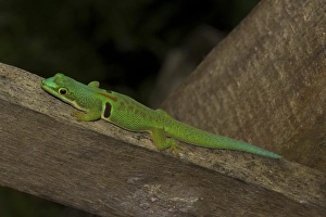 Peacock day gecko (Phelsuma quadriocellata lepida)
