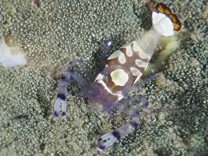 Peacock-eyed anemone shrimp (Ancylocaris brevicarpalis) on a carpet anemone