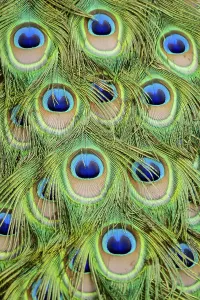 Peacock feather on black background