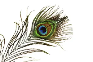 Detail of peacock feather eye isolated on white