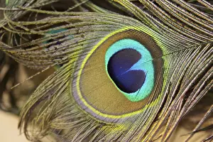 Peacock feather, Nadiad, Gujarat, India, Asia