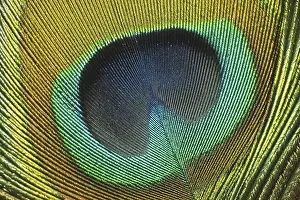 Peacock feather, peacock, Pavo cristatus