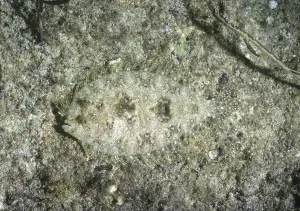 Peacock Flounder (Bothus mancus), Caribbean