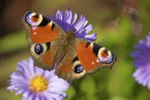 Peacock (Inachis io), Thuringia, Germany, Europe