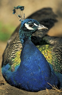 Peacock, Indian or Common Peafowl (Pavo cristatus)