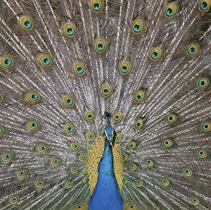 Peacock, male, courting (Pavo cristatus)